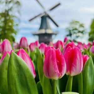 Keukenhof a skanzen Zaanse Schans
