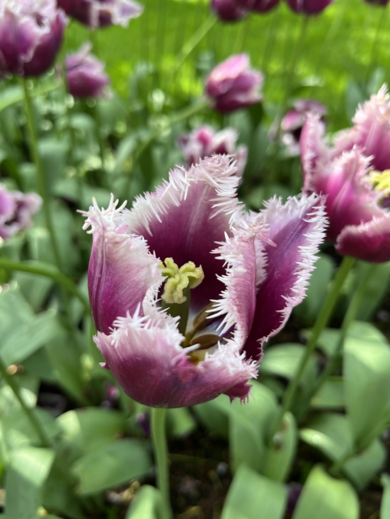 Keukenhof a skanzen Zaanse Schans - Obrázek 6