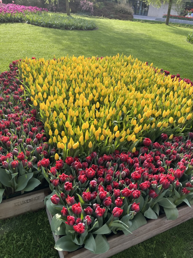 Keukenhof a skanzen Zaanse Schans - Obrázek 8