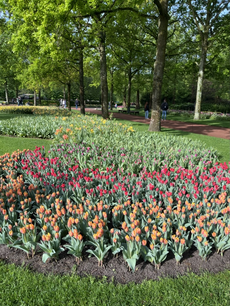 Keukenhof a skanzen Zaanse Schans - Obrázek 7